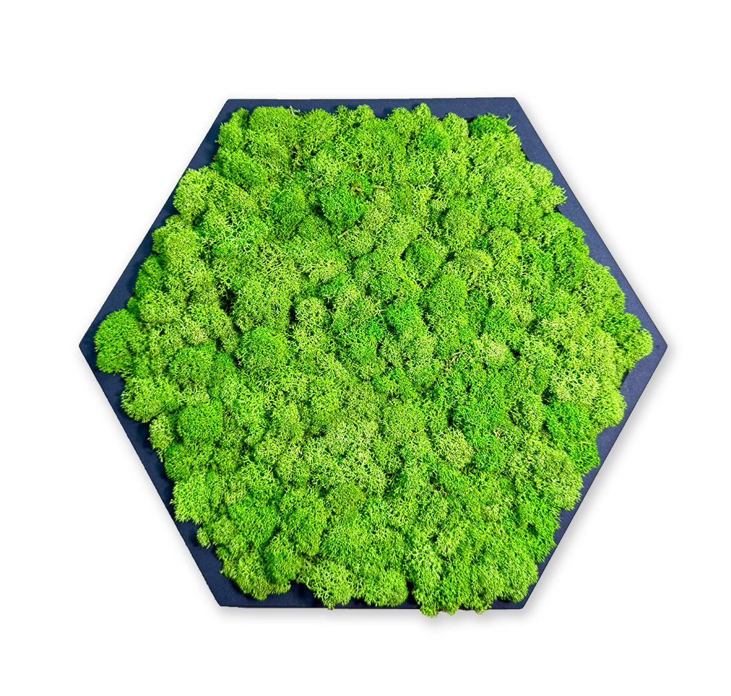 Hexagon Moosbild von Vertical Nature