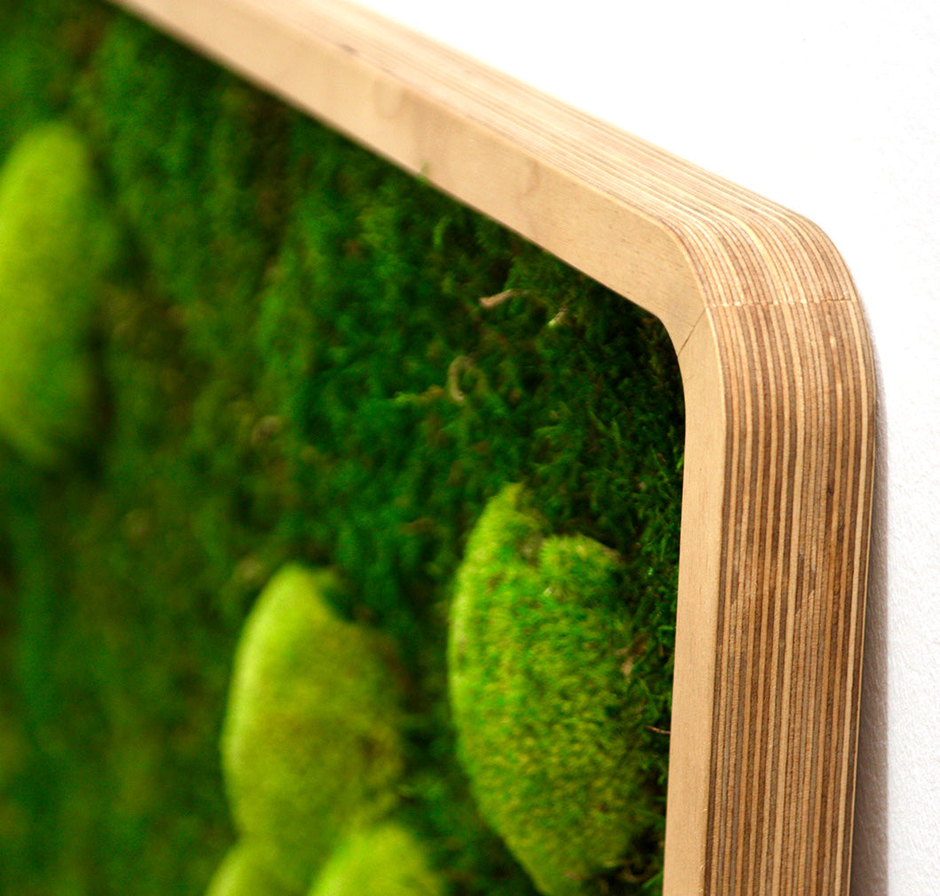 Moosbilder Green Oasis Nature