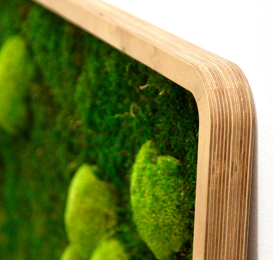 Moosbilder Green Oasis Nature