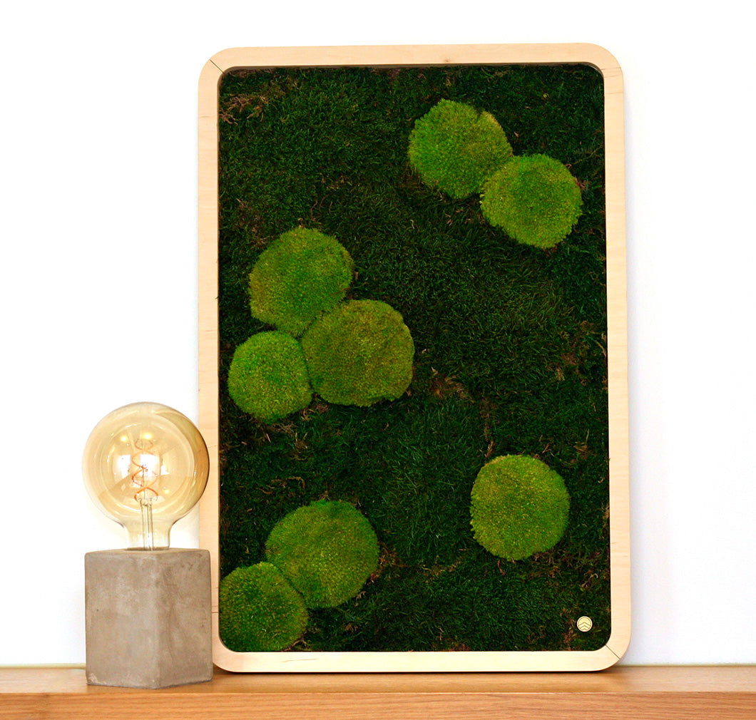 Moosbilder Green Oasis Nature