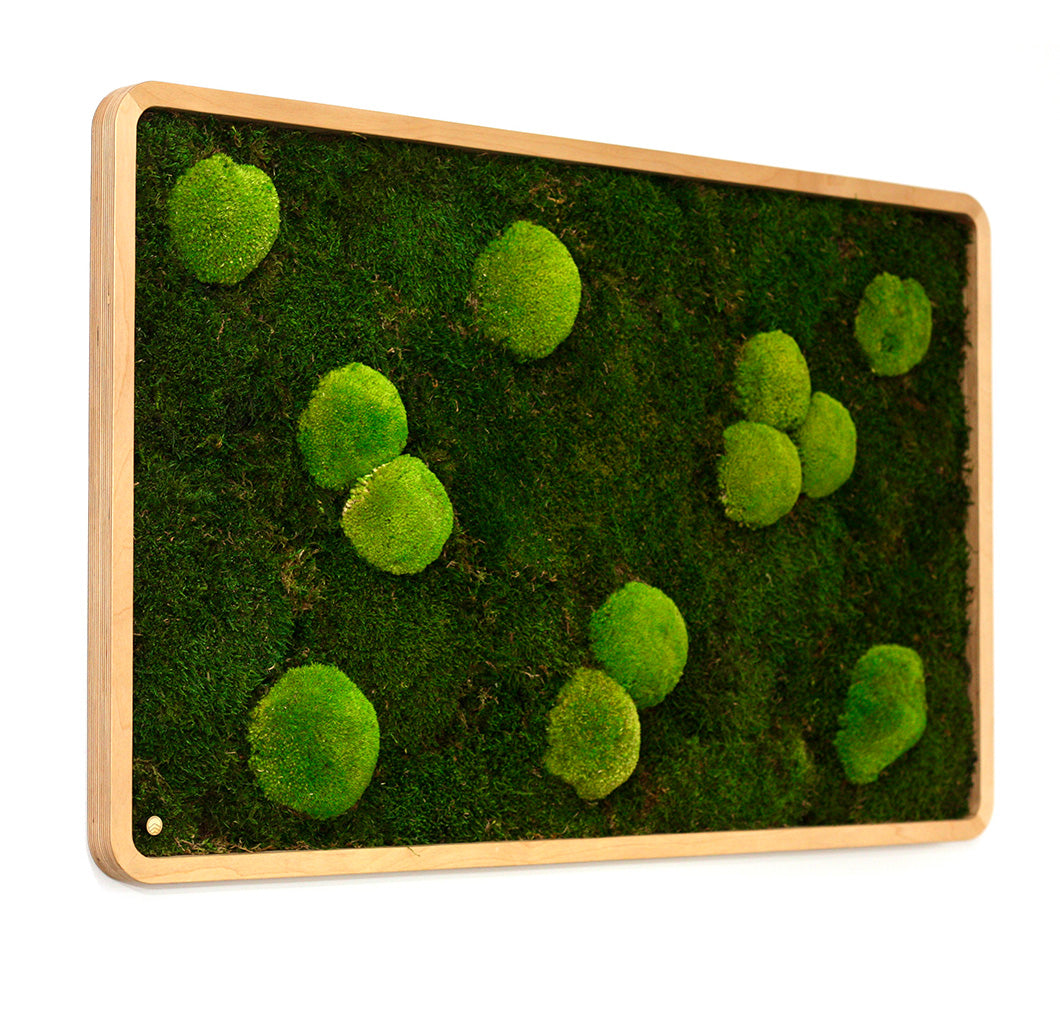 Moosbilder Green Oasis Nature