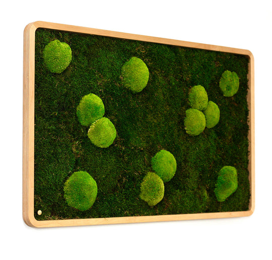 Moosbilder Green Oasis Nature