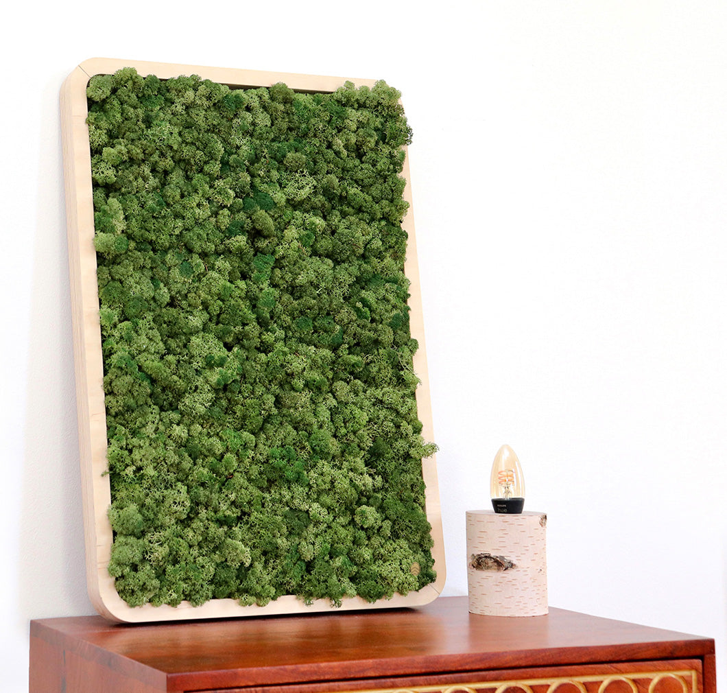 Moosbilder Green Oasis Nature