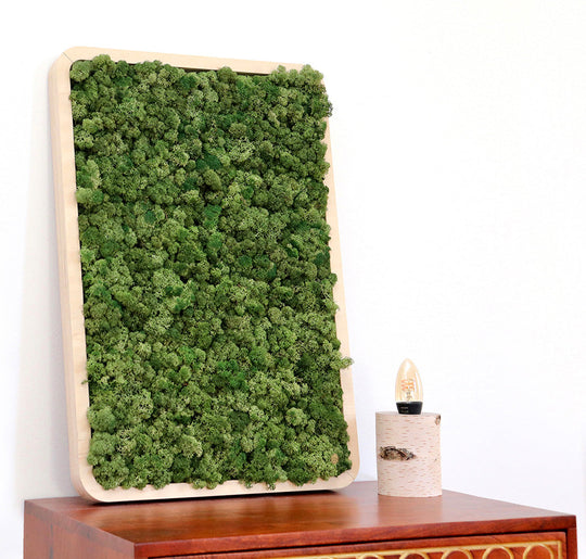 Moosbilder Green Oasis Nature