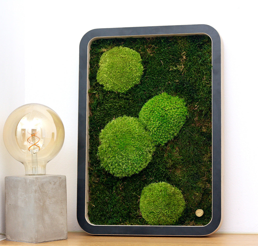 Bilder aus Moos Green Oasis Black