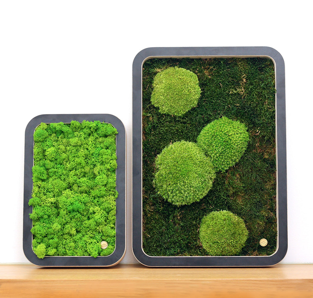 Bilder aus Moos Green Oasis Black