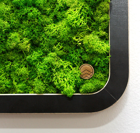 Bilder aus Moos Green Oasis Black