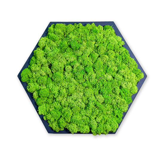 Hexagon Moosbild von Vertical Nature