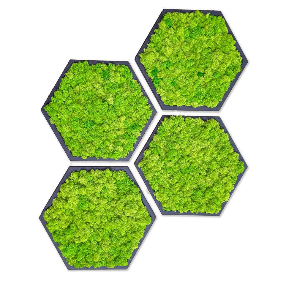 Moosbilder Hexagon von Vertical Nature - Vierer Set