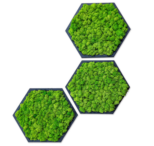 Moosbilder Hexagon - Dreier Set