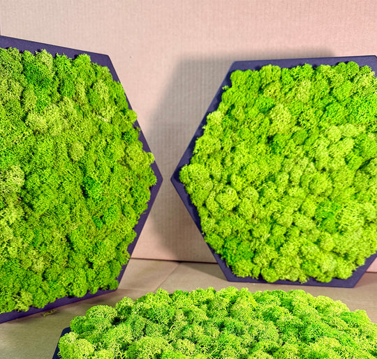 Moosbilder Hexagon